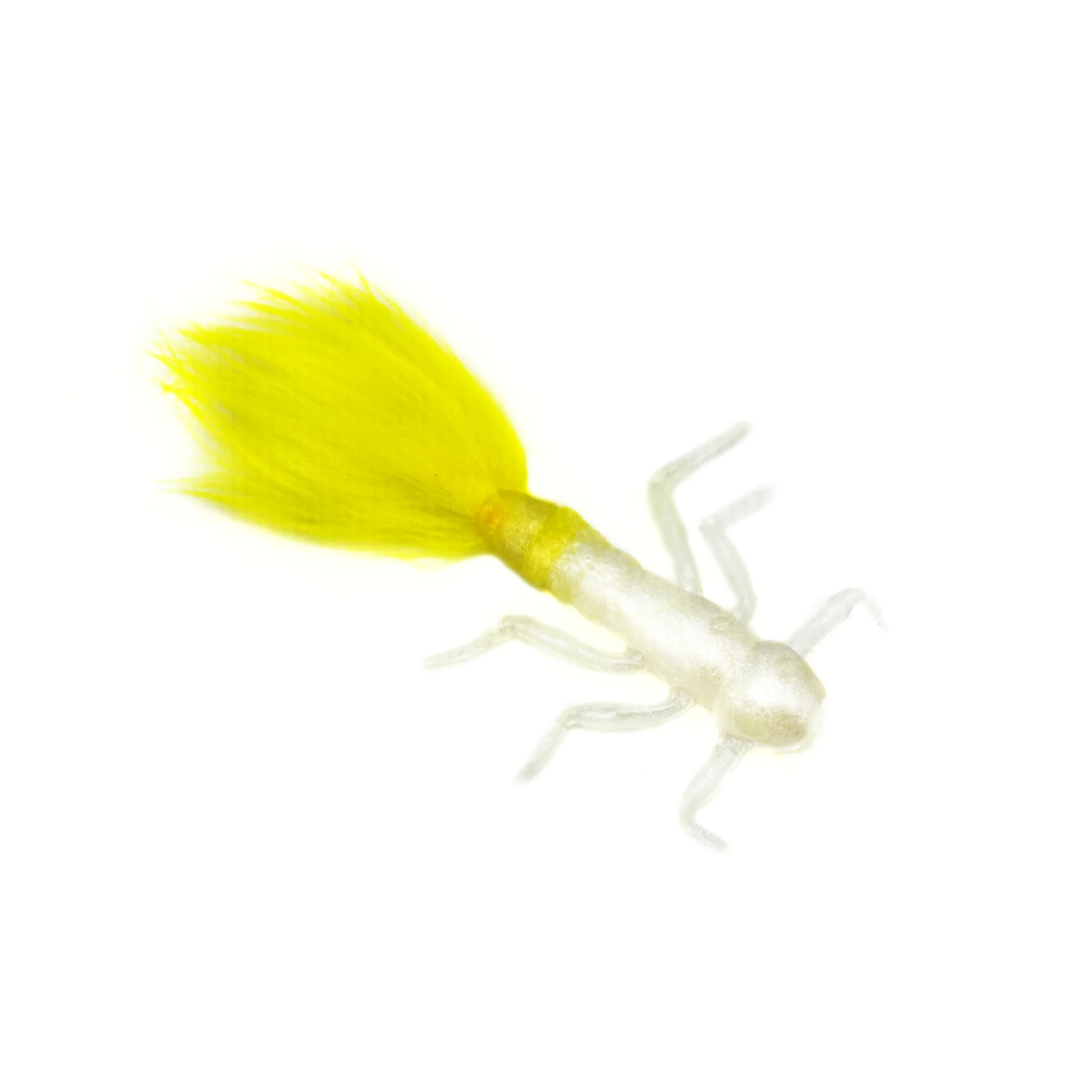 Crappie Bug - Image 4